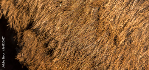 Donkey fur texture