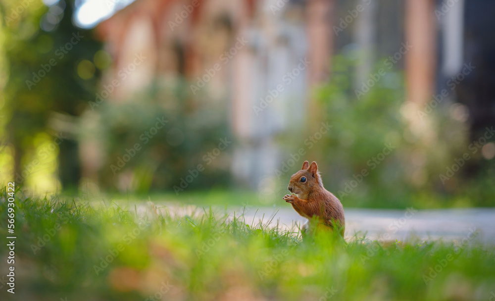 Fototapeta premium Cute squirrel in a park in Munich, Germany summer travel to Europe. Wildlife in green park. Sciurus vulgaris.