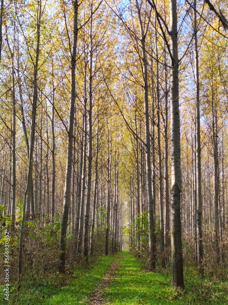 poplar trees forest in golden autumn colors