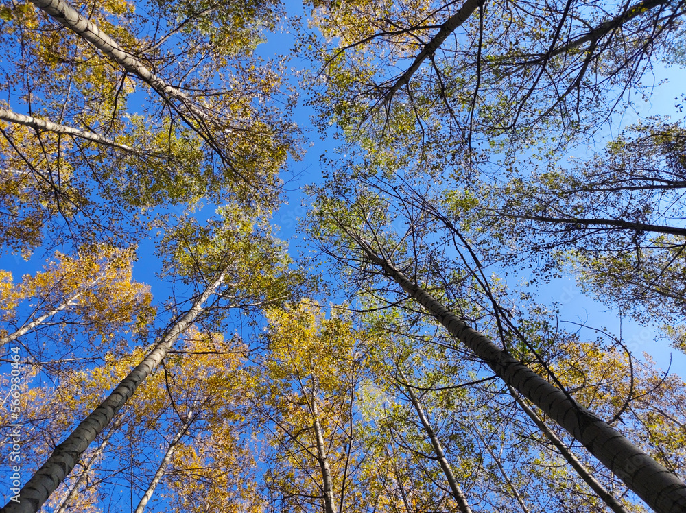 golden poplar trees crowns in sunlight with blue sky low angel view golden poplar trees crowns in sunlight with blue sky low angel view