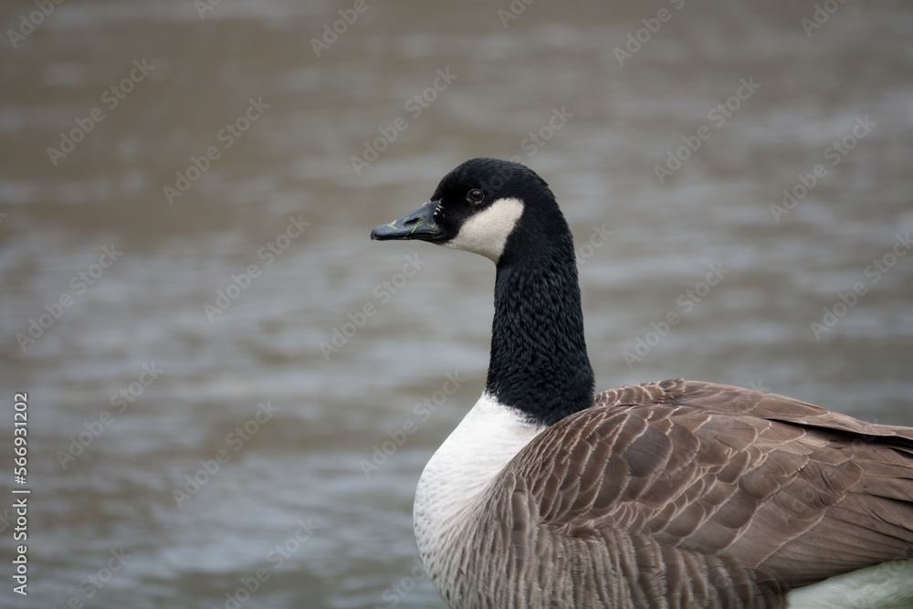 Kanadagans (Branta canadensis) Kanadagans (Branta canadensis)