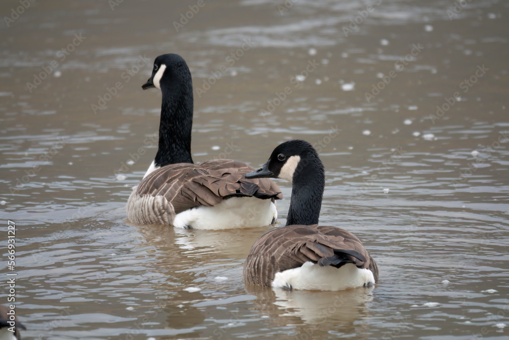 Obraz premium Kanadagans&nbsp;(Branta canadensis)