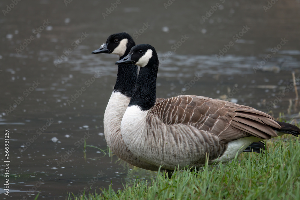 Fototapeta premium Kanadagans&nbsp;(Branta canadensis)