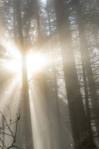 Wallpaper Mural morning fog in the forest Torontodigital.ca