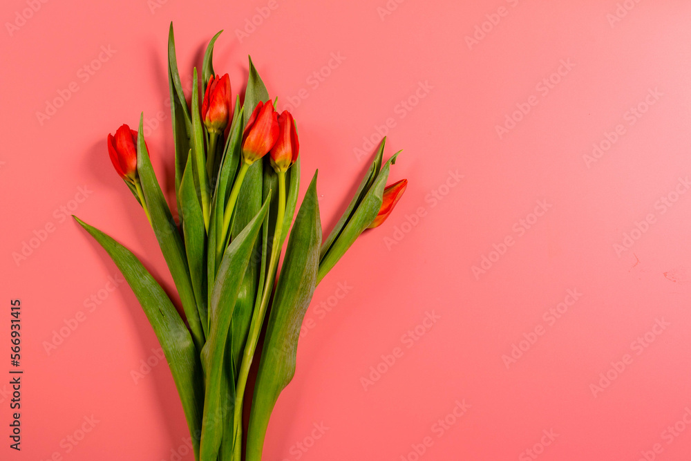 Spring flowers. Red tulips.