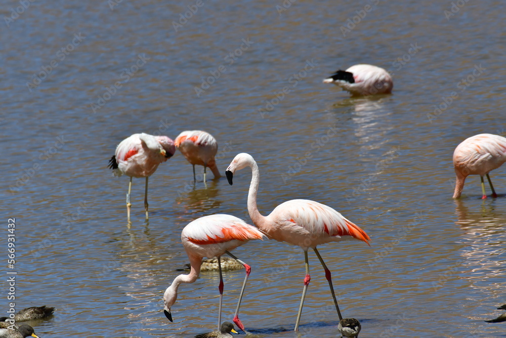 Flamingos in Atacama Desert chile South America