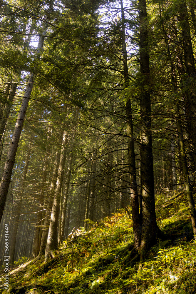 autumn forest in the morning