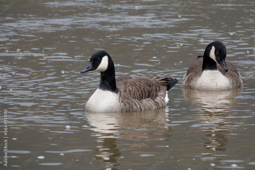 Fototapeta premium Kanadagans&nbsp;(Branta canadensis)