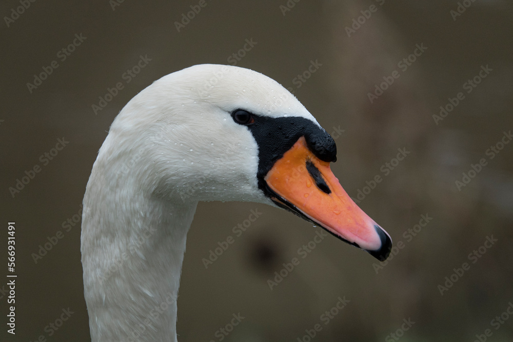 Fototapeta premium Höckerschwan (Mute swan)