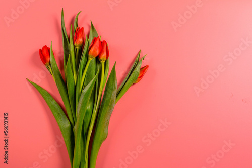 Spring flowers. Red tulips. © Artem Shadrin