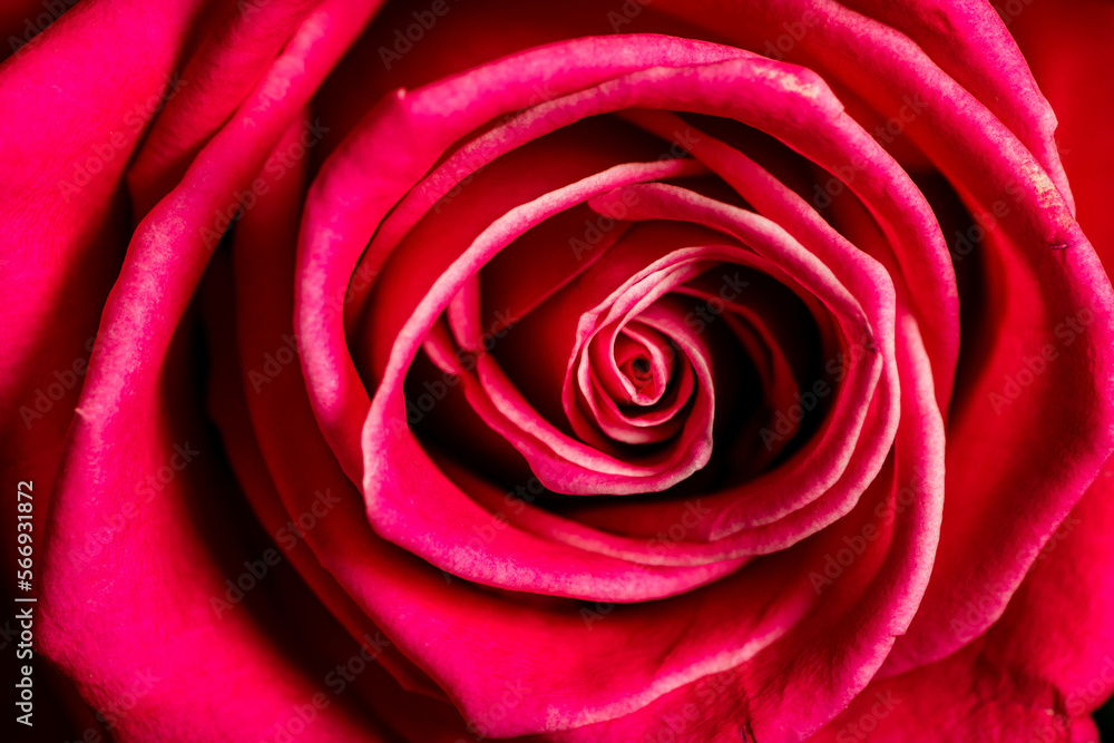 Red roses flowers. Red roses flowers.
