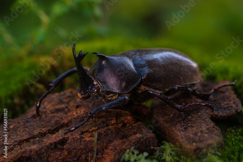 Japanese rhinoceros beetle. Allomyrina dichotomous septentrionalis. Japanese horned beetle or kabutomushi is species of rhinoceros beetle. © Thirawatana