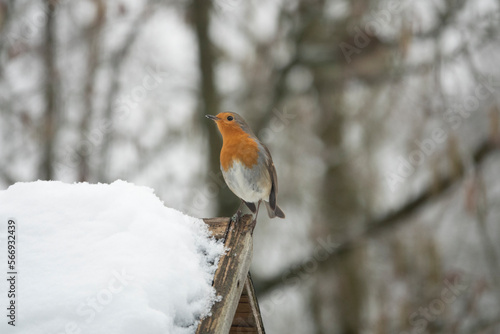 Rotkehlchen (Erithacus rubecula)