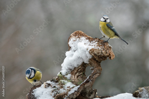 Blaumeise (Cyanistes caeruleu) photo