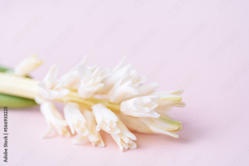 Blooming white hyacinth a pink background.