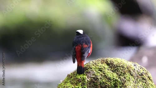 White-capped Water Redstart migration birds in Thailand and Southeast-Asia.  photo