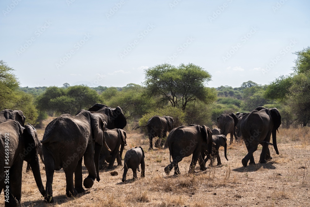 herd of elephants in savanna in africa