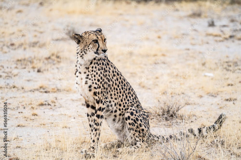 Naklejka premium cheetah in serengeti