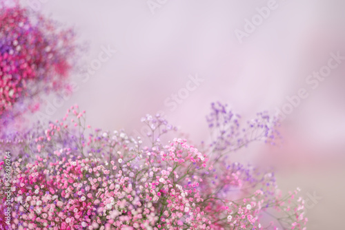 Pink and lilac gypsophila flowers on a light background. Selective soft focus. Spring bouquet