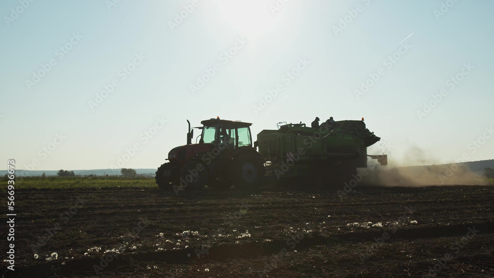 Naklejka premium potato harvester rides across field and works. process of dumping potatoes into bunker for further shipment for selection. Agricultural plantation and cultivation of vegetables in morning in field.