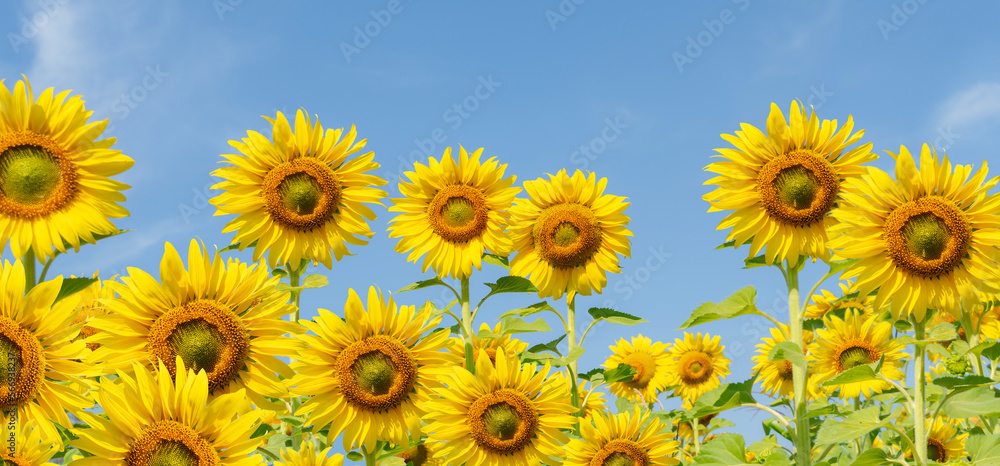 Sunflower fields in the tropics are blooming. Sunflower fields in the tropics are blooming.