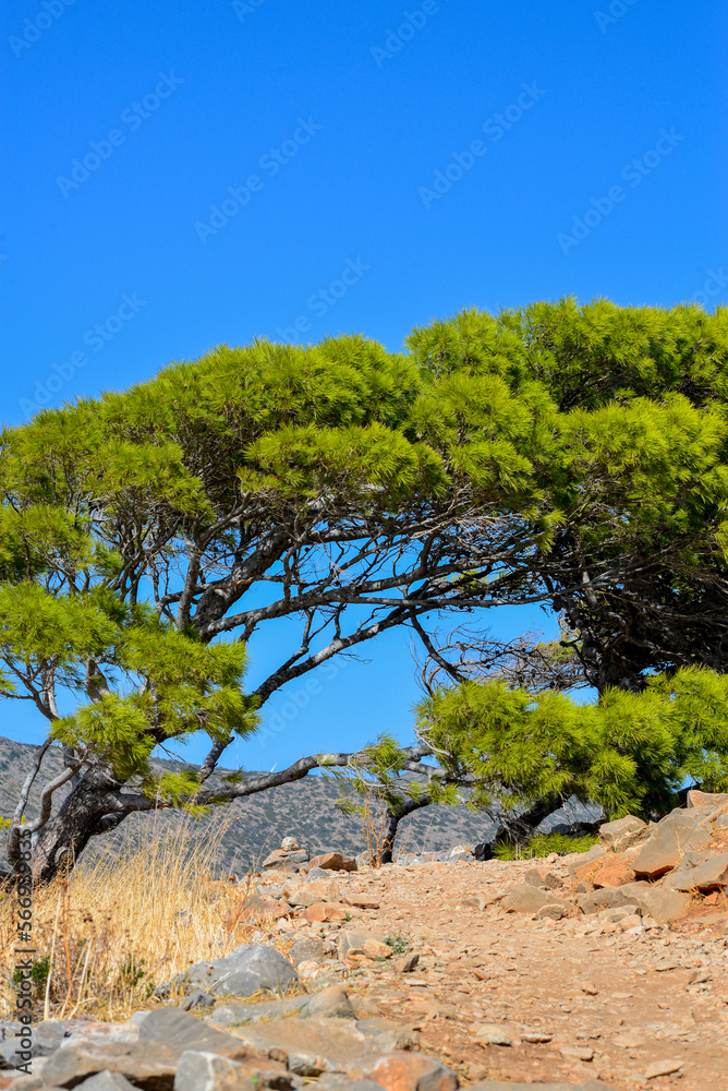 Pinie (Pinus pinea) auf der Insel Spinalonga (Kalydon) in Elounda, Agios Nikolaos, Kreta (Griechenland)
