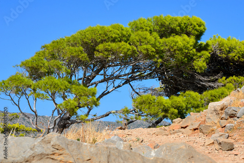 Pinie (Pinus pinea) auf der Insel Spinalonga (Kalydon) in Elounda, Agios Nikolaos, Kreta (Griechenland)