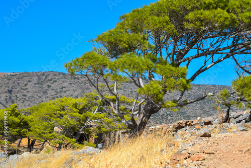 Pinie (Pinus pinea) auf der Insel Spinalonga (Kalydon) in Elounda, Agios Nikolaos, Kreta (Griechenland)