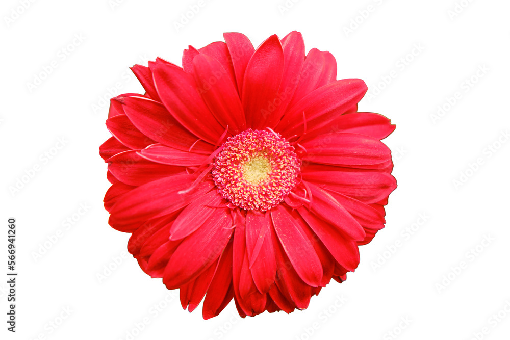 Red gerbera flower, copy space for text. Gerbera is a genus of plants in the Asteraceae daisy family, isolated on a white background Red gerbera flower, copy space for text. Gerbera is a genus of plants in the Asteraceae daisy family, isolated on a white background