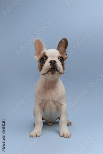Lovely french bulldog looking up with curiosity, sitting on blue background. French Bulldog puppy 3 months old. Beautiful french bulldog dog