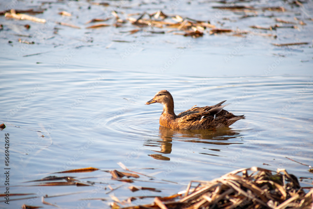 Wild ducks swim in the river, spring nature. Wild ducks swim in the river, spring nature.