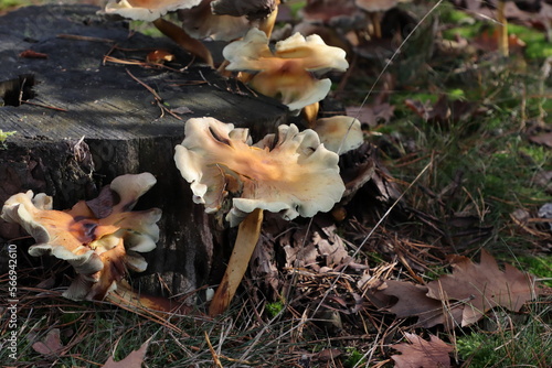 Nice brown velvet shank mushroom
