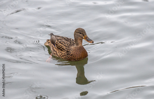 ducks swim in a pond in winter weather