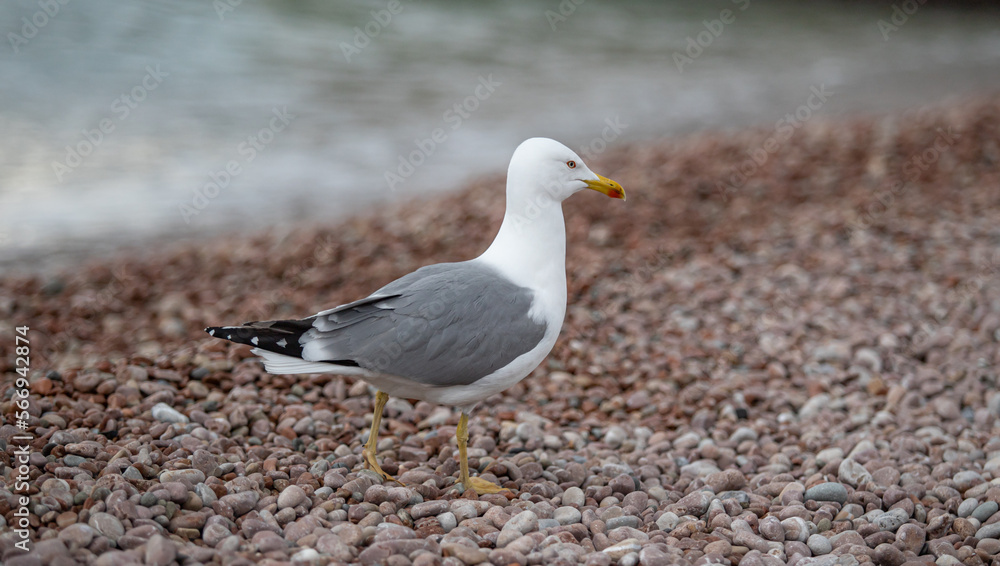 Seagull sits on the beach by the sea. Seagull sits on the beach by the sea.