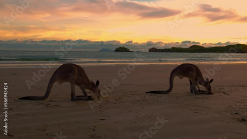 Wild wallabies and kangaroos at a sandy beach at Cape Hillsborough National Park, Queensland at sunrise. Cinematic nature documentary of a scenic tourist attraction animal feeding family fighting. 4K.