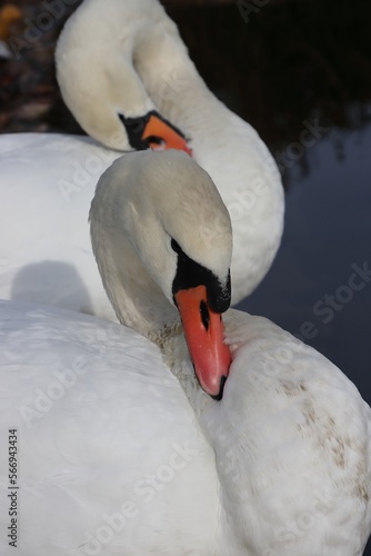 Two male gay cygnus live together