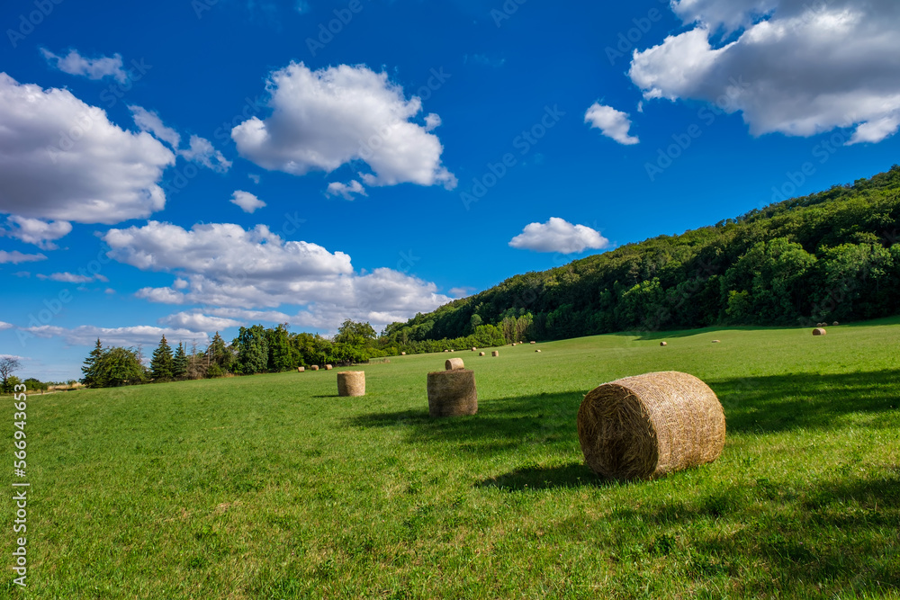 Rolls haystacks straw on field, harvesting wheat. Rural field with bales of hay. Landscape