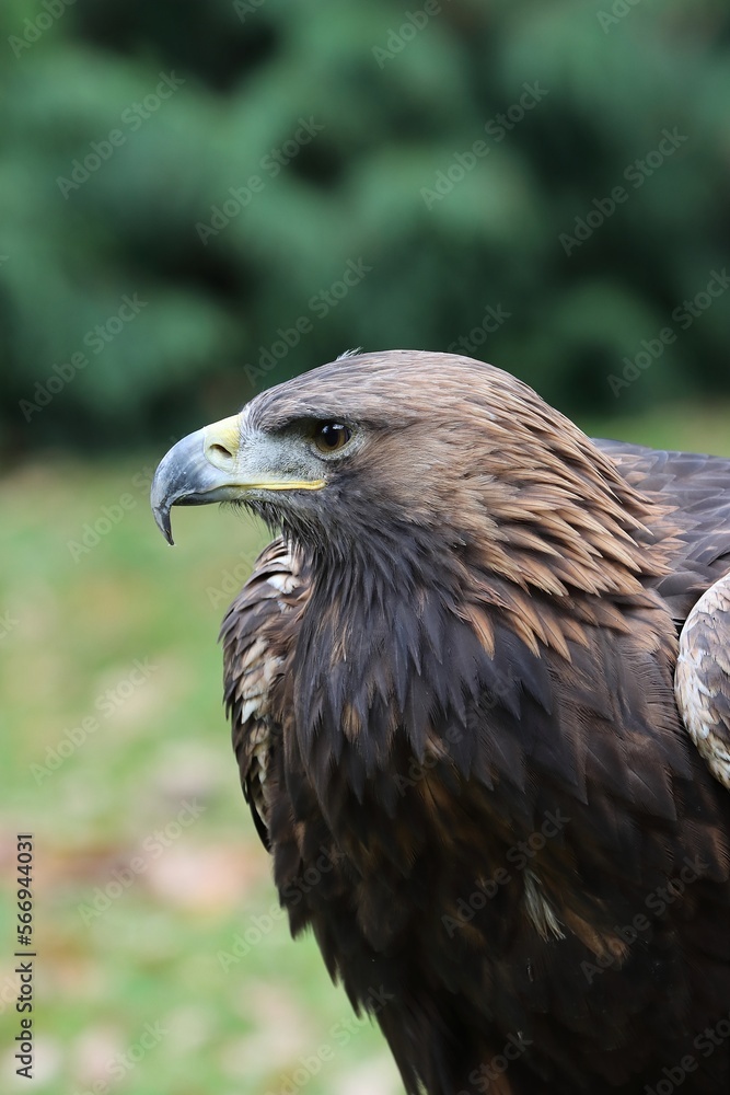 Fototapeta premium Young golden eagle portrait