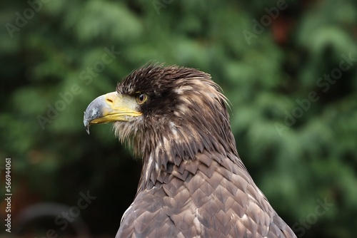 Young golden eagle portrait