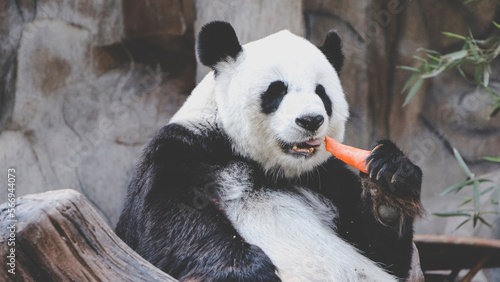 Fototapeta Naklejka Na Ścianę i Meble -  A cute and fluffy Giant panda is eating carrot. Concept of wildlife, endangered species. Chinese panda. Environmental conservation or Zoo. Black and white bear.