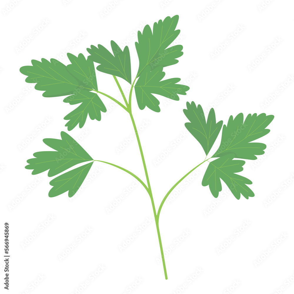 Vector illustration of Italian parsley. Vector illustration of Italian parsley.