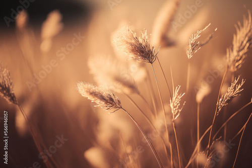 Stunning abstract close up of dry meadow grass in golden hue. abstract picture of the outdoors. Backgrounds in Natural Beige or Set Sail Champagne. trend forward, minimalistic concept. Generative AI