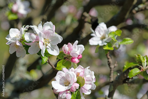 Bl  hender Apfelbaum  Malus  im Fr  hling