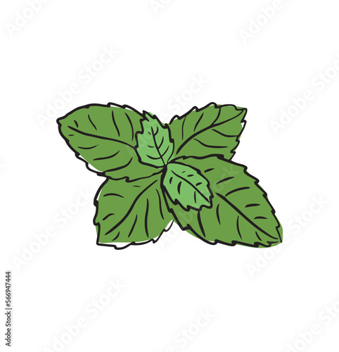 Fresh mint leaf. Vector illustration. green mint