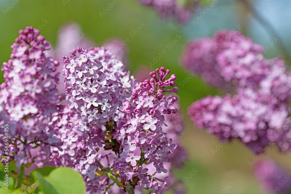 Fototapeta premium Violett blühender Flieder, Syringa