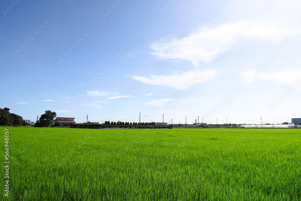夏の近郊の青田風景 夏の近郊の青田風景