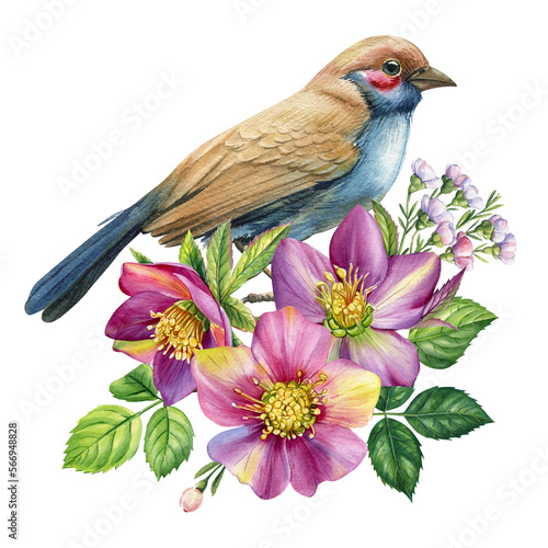 Fotografija Spring bird and hellebore flower, watercolor illustration floral on isolated white background