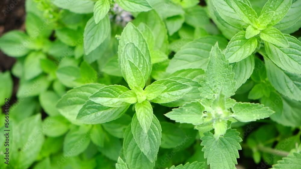 Lemon balm and Mint growing abundant in a garden bed. Mentha Fresh leaves background Closeup Top view. Plant Organic Ingredient for lemonade, mojito. Herbs for brewing beautiful aromatic medicinal tea Lemon balm and Mint growing abundant in a garden bed. Mentha Fresh leaves background Closeup Top view. Plant Organic Ingredient for lemonade, mojito. Herbs for brewing beautiful aromatic medicinal tea