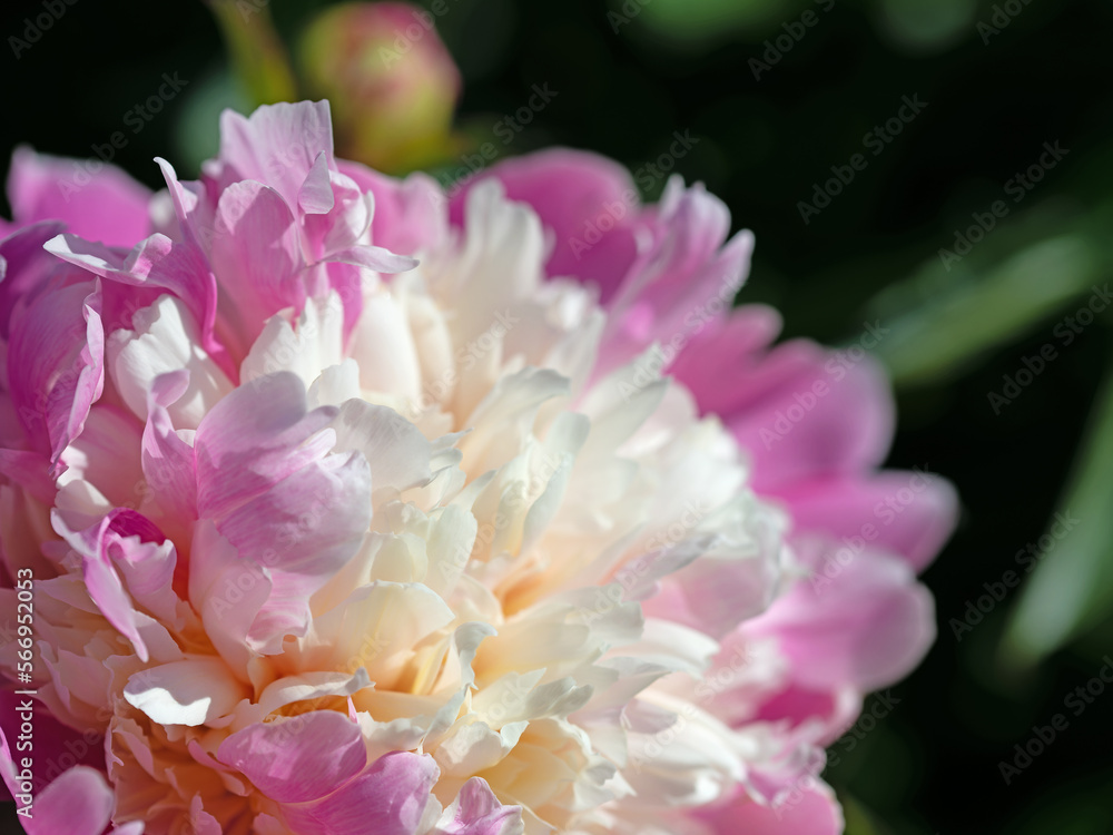 Blühende rosa Pfingstrosen, Paeonia, im Garten