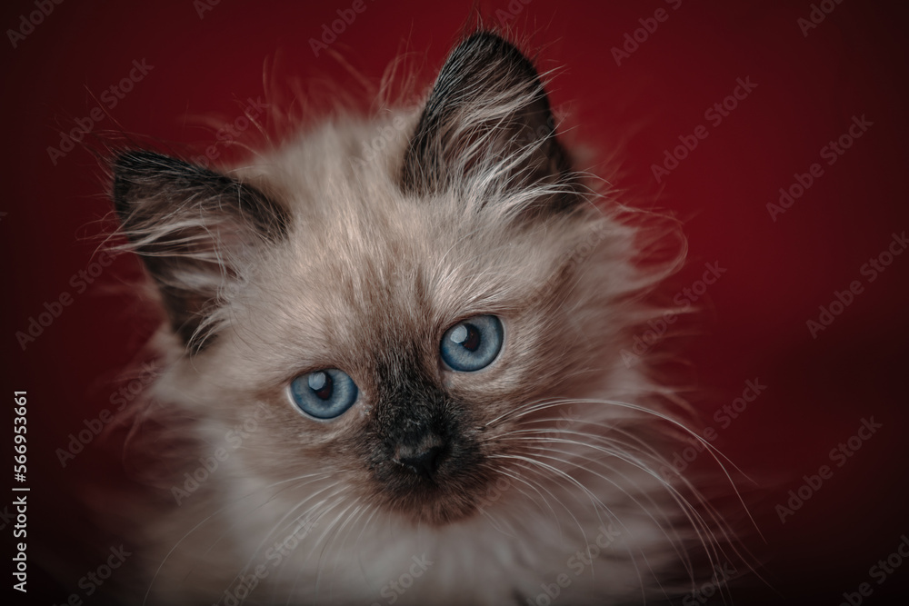 Fototapeta premium portrait of a cat